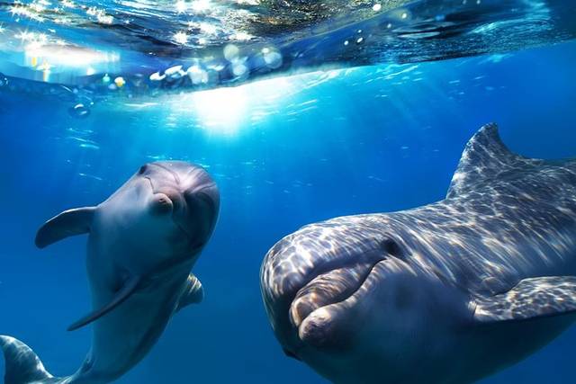 Dolphins & Whales