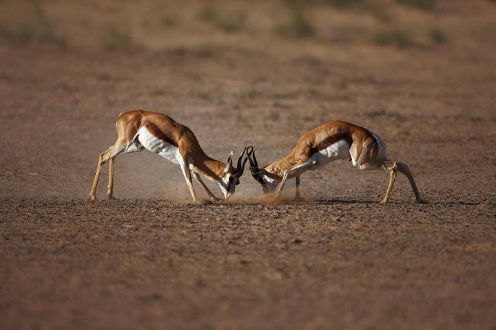 Big Five Safari, Port Elizabeth
