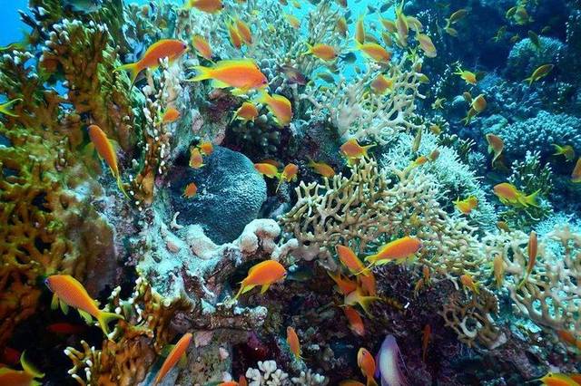 Coral Reefs