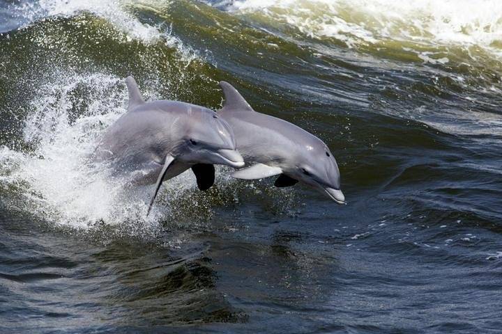 Dolphin Cruise, Hilton Head Island