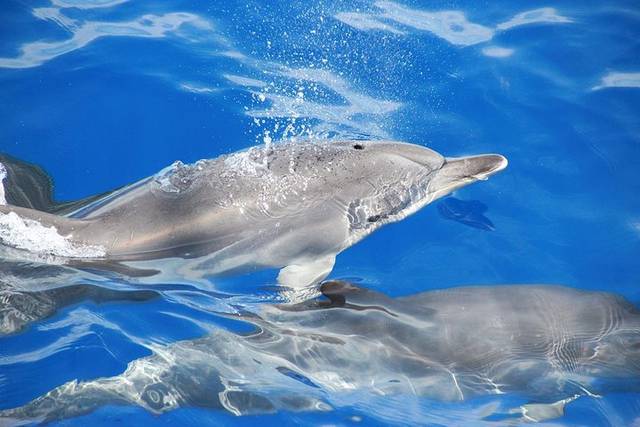 Dolphins & Whales