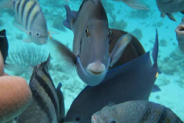 Stingray City