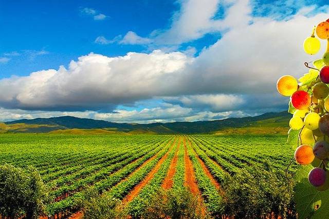 Valle de Guadalupe