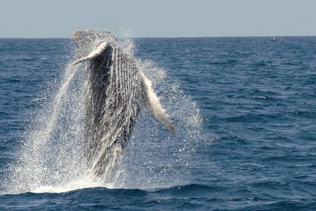 Whale Watching