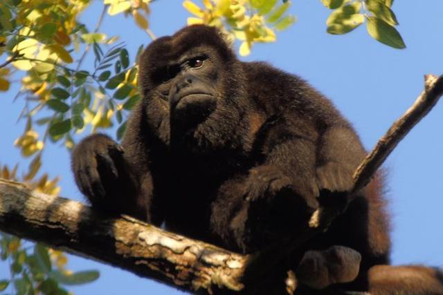 Wildlife