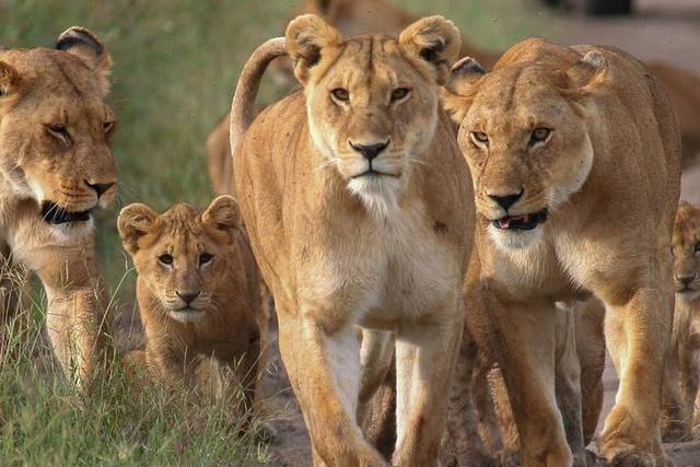 Mara Sunset