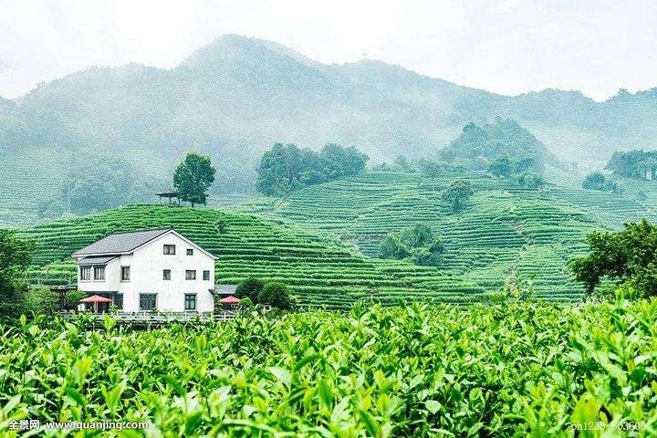 Longjing Tea, Hangzhou