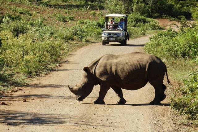 Safari Drives