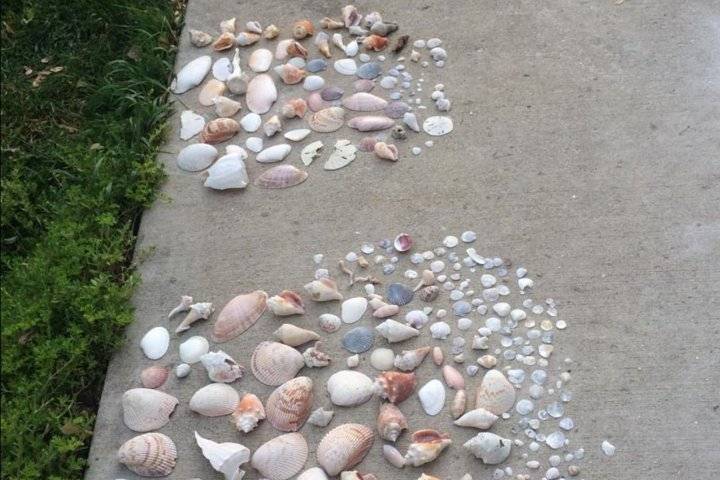 Shell Key, St Petersburg
