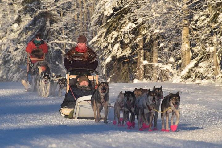 Dog Sledding, Fairbanks