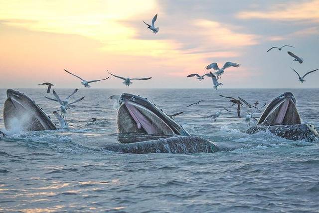 Whale Coast