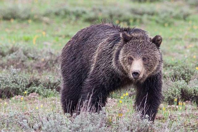 Valley Wildlife