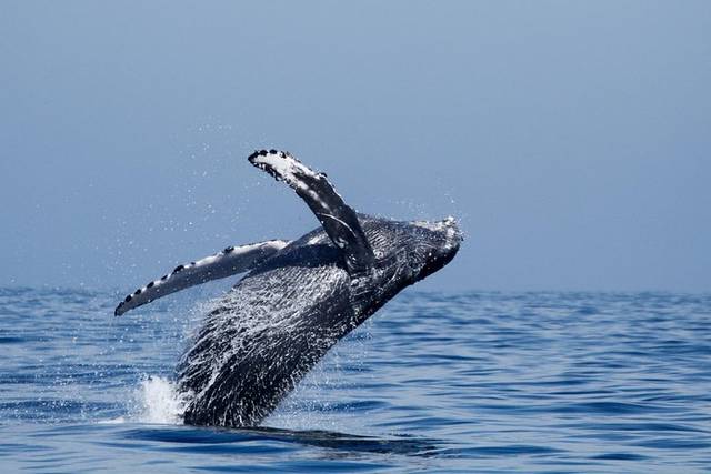 Whale Watching