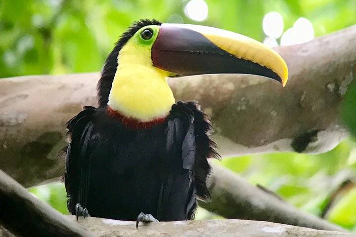 Manuel Antonio Park, Quepos