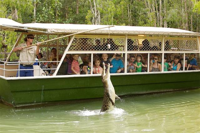 Crocodiles