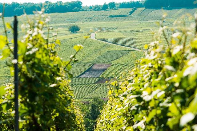 Champagne Vineyards