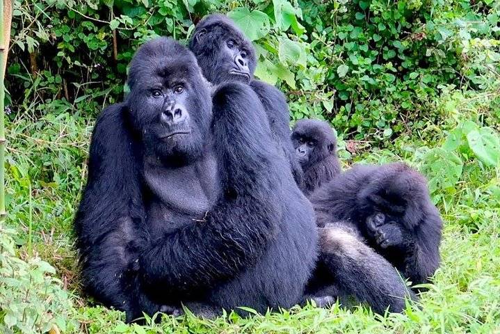 Mountain Gorillas, Kigali