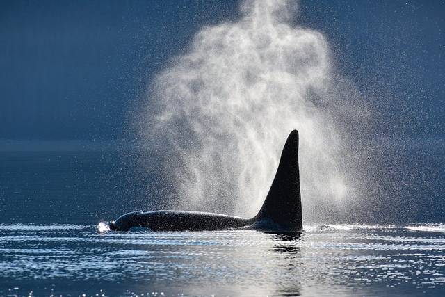 Whale Watching