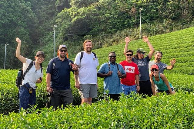 Green Tea Fields