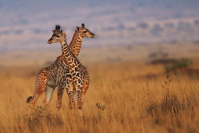 Big Cats