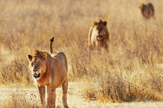 Tsavo East