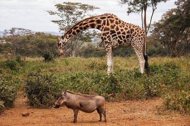 Nairobi National Park