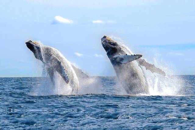 Gray Whales