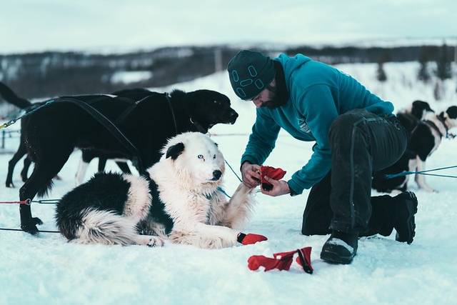 Husky Sledding