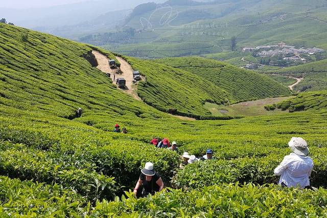 Munnar Tea Hills