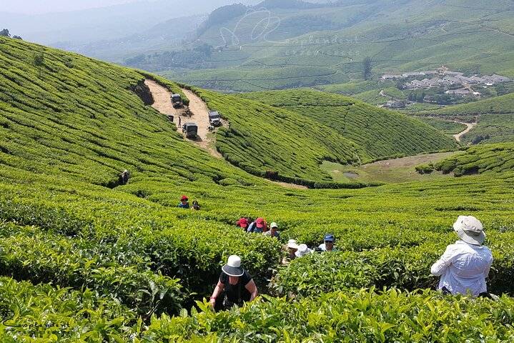 Munnar Tea Hills, Kochi