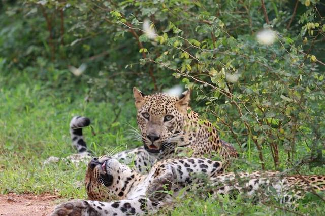 Yala Safari