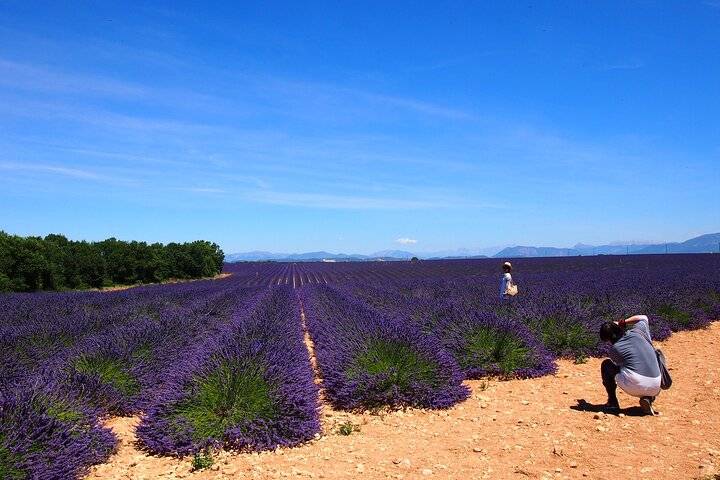 Lavender, Hvar