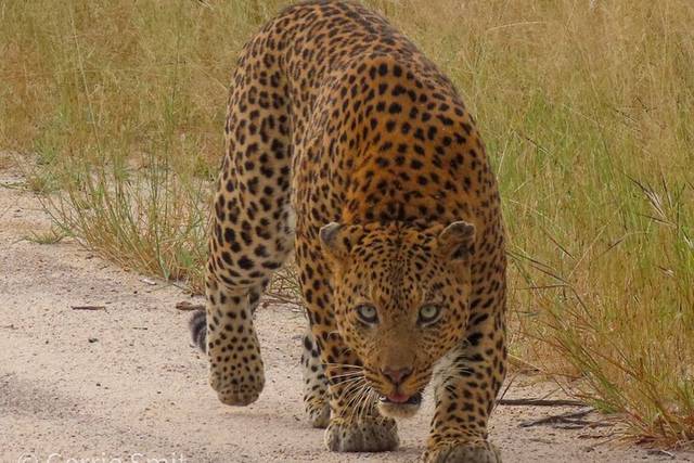 Kruger Safari