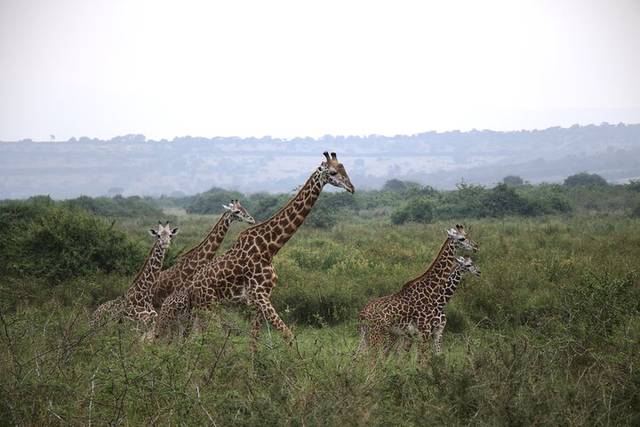 Akagera Park