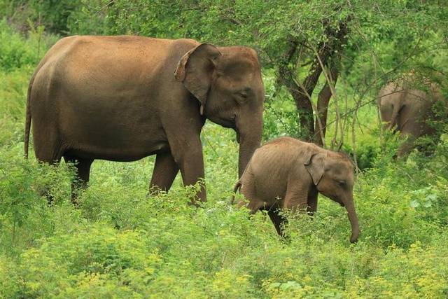 Wilpattu
