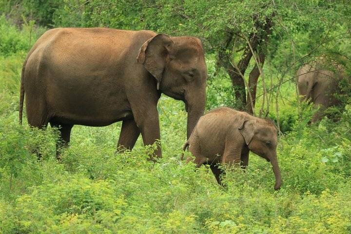 Elephants, Yala National Park