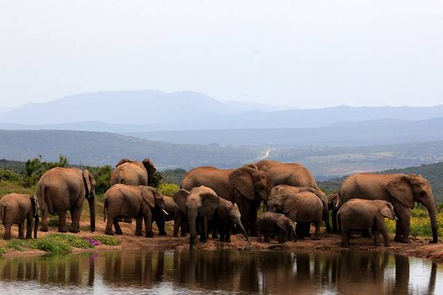 Addo Elephants