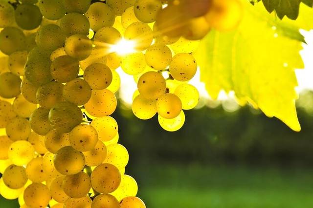 Rhodian wineries