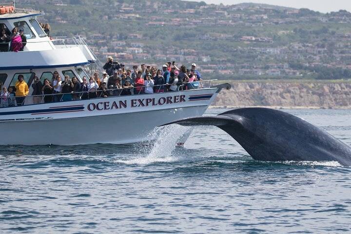 Whale Watching, Newport Beach