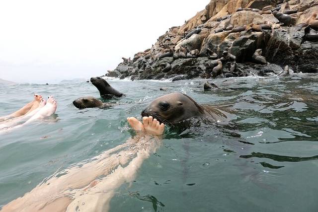 Sea Lions