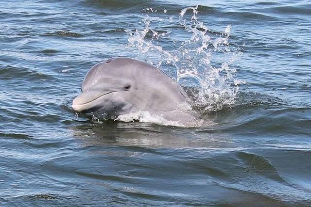 Dolphin Cruise