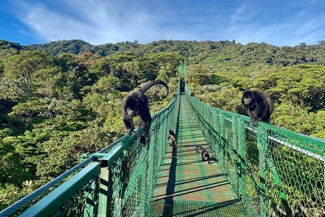 Hanging Bridges