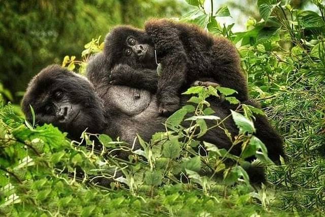 Volcanoes Park