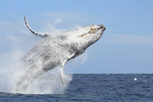Whale Watching