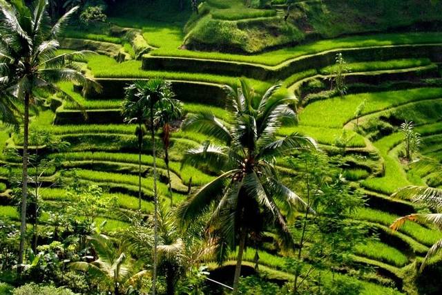 Tetebatu