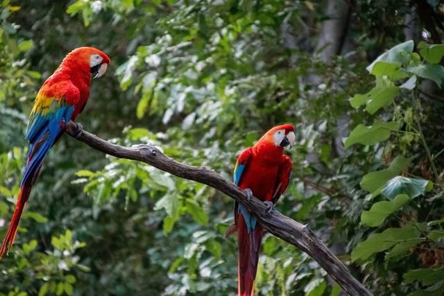 Tambopata Reserve