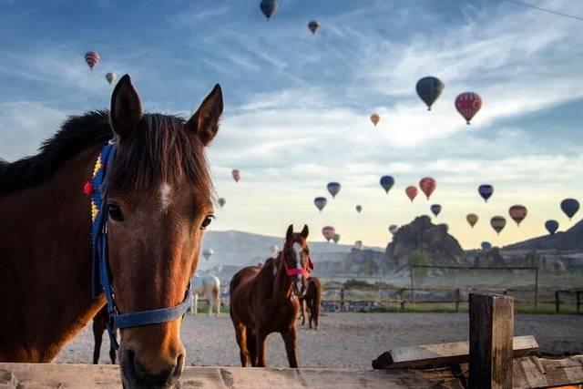 Valley Horses