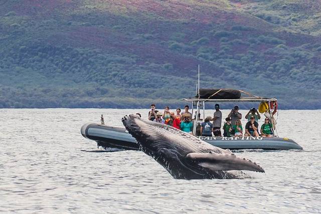 Whale Waters