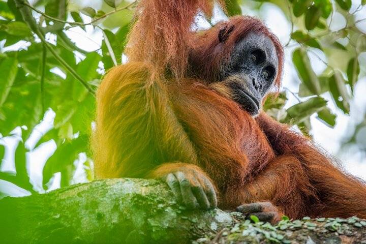 Orangutans, Medan