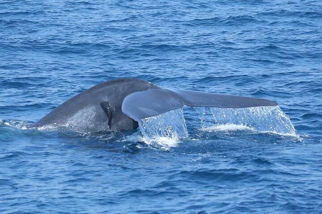 Blue Whales